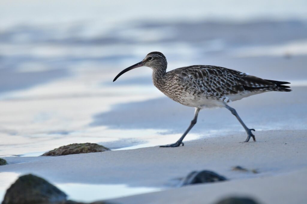 Eurasian whimbrel - spotted on the beach near Esquinzo.