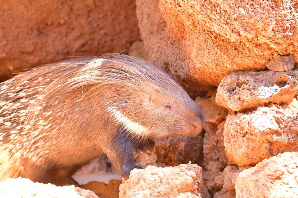 Oasis Park - Crested porcupine