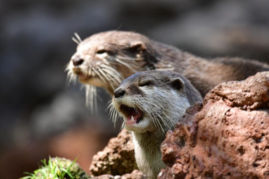 Asian small-clawed otter