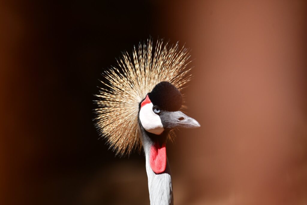 Black crowned crane