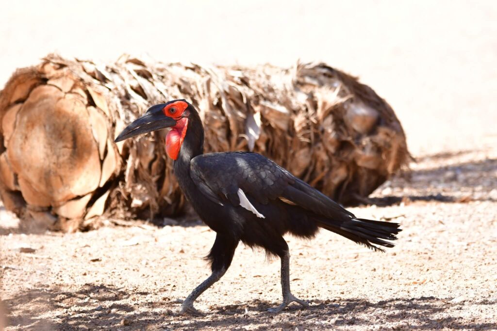 Oasis Park - Southern ground hornbill