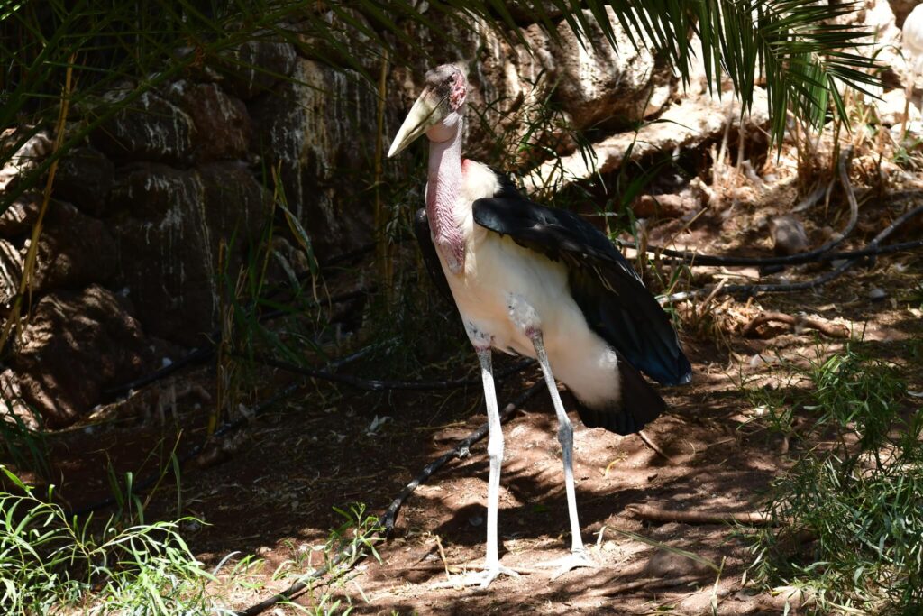 Oasis Park Fuerteventura - Marabut Afrykański