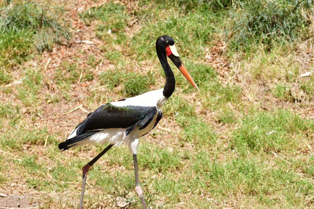 Saddle-billed stork