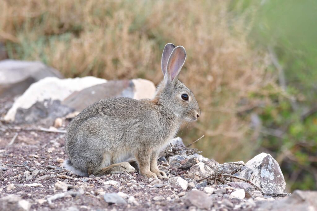 European rabbit