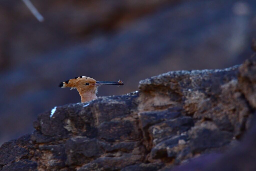 Fuerteventura – Canary Island birding trip 2