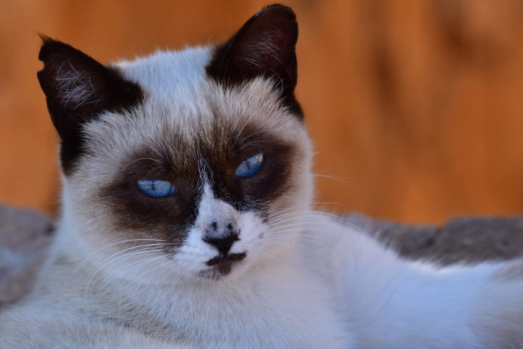 In the Esquinzo area, we encountered many domestic cats.