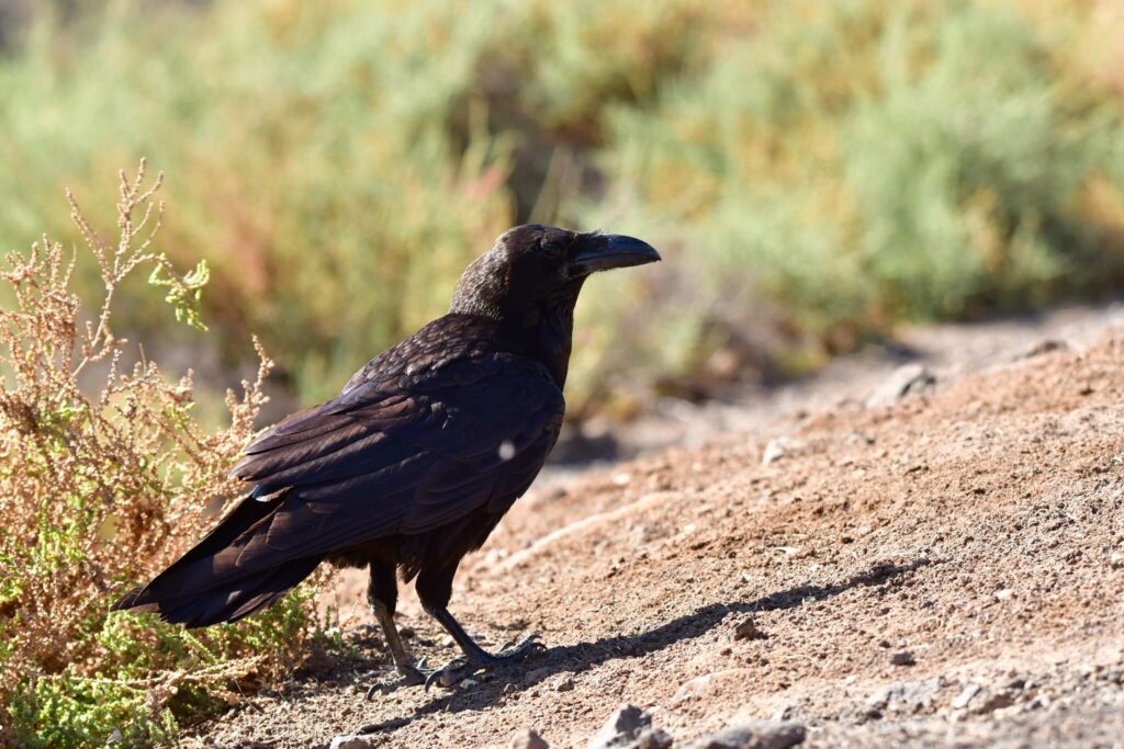 Common Raven