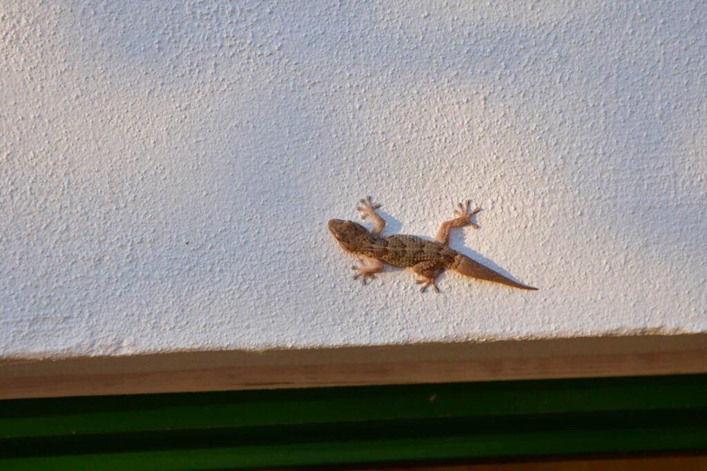 Some species of gecko.