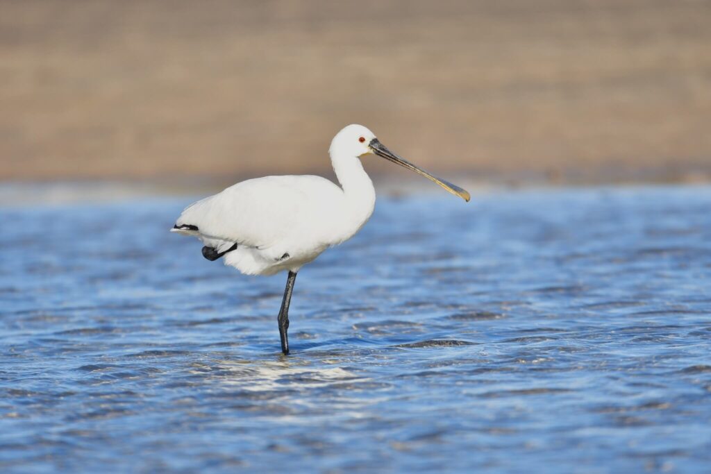 Spoonbill