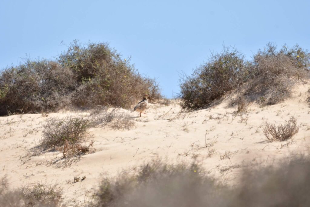 Barbary partridge