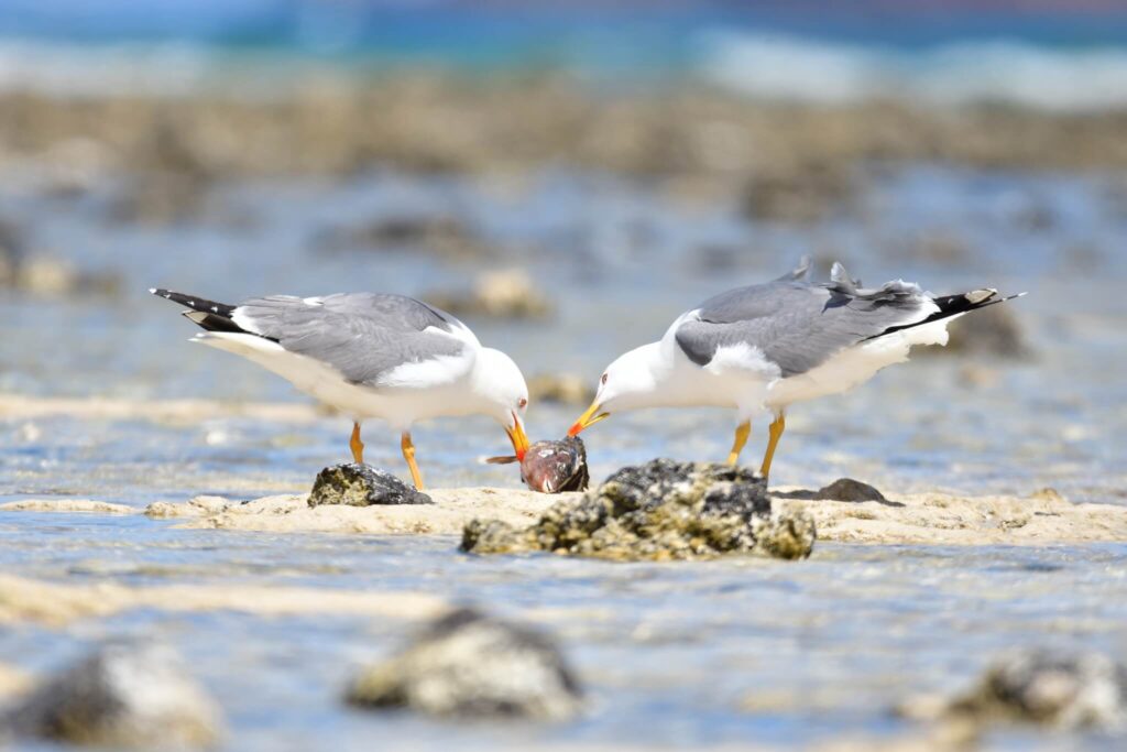 Fuerteventura – Canary Island birding trip 1