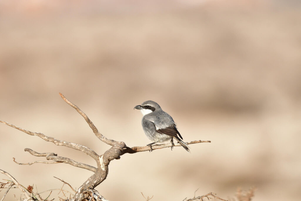 Great grey shrike