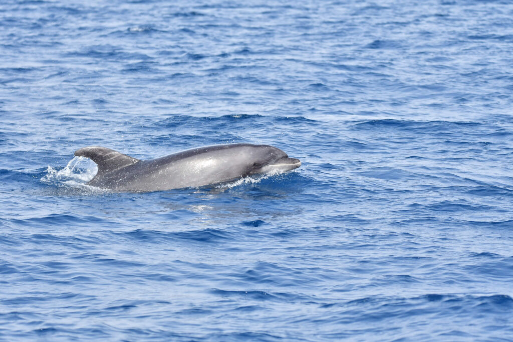 Dolphin-watching cruise - Fuerteventura.