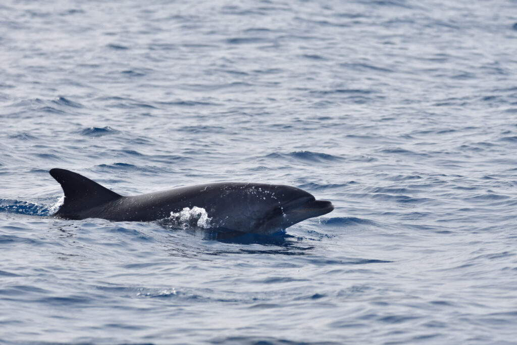 Fuerteventura delfiny