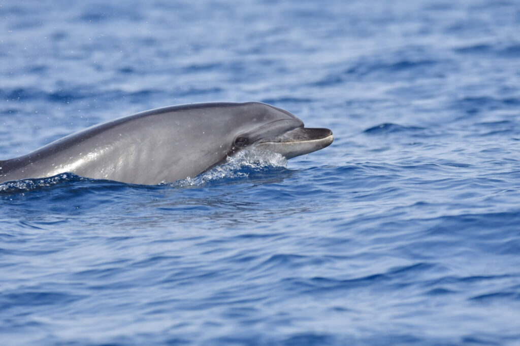 A dolphin near the shores of Lobos Island.