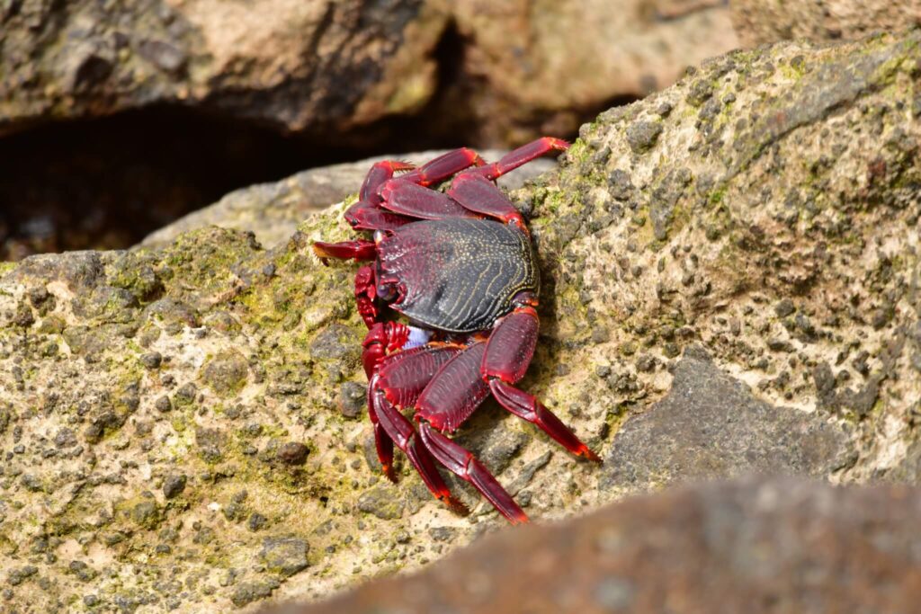 A crab on the Fuerteventura coast 