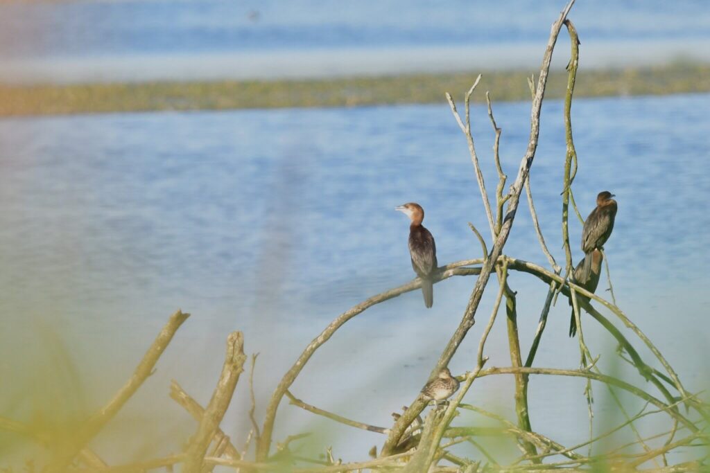 Kormoran mały