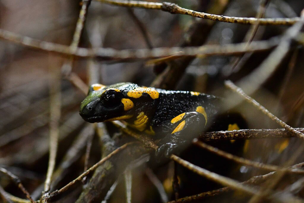 Salamandra plamista Salamandra plamista