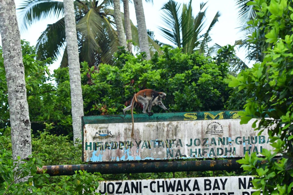 Gerezanka trójbarwna przy wejściu do Jozani National Park – Tanzania Gerezanka trójbarwna przy wejściu do Jozani National Park – Tanzania