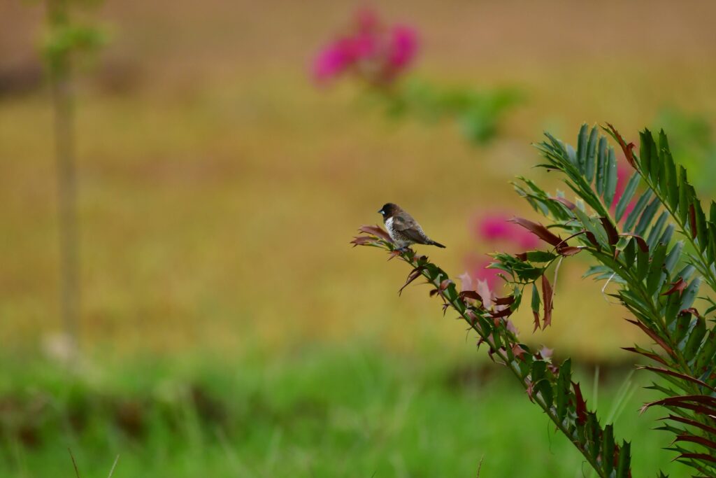 Ptaki Zanzibar: Mniszka srokata – birdwatching Zanzibar Tanzania Ptaki Zanzibar: Mniszka srokata – birdwatching Zanzibar Tanzania