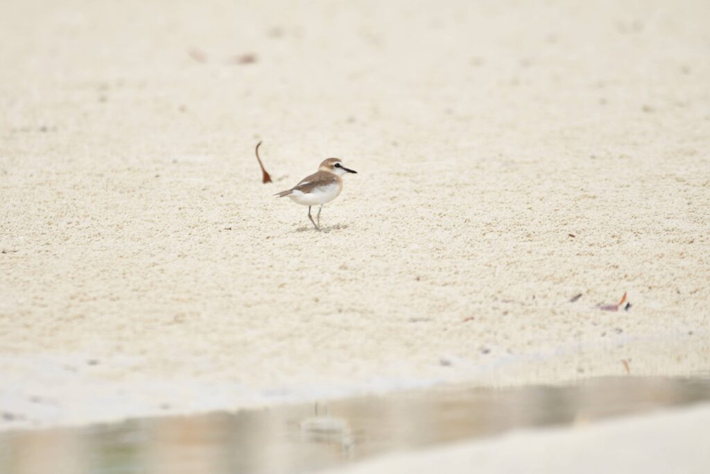 Sieweczka białoczelna Sieweczka białoczelna